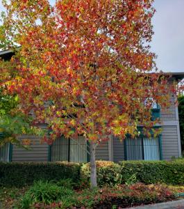 Red and yellow fall color leaves on a maple tree