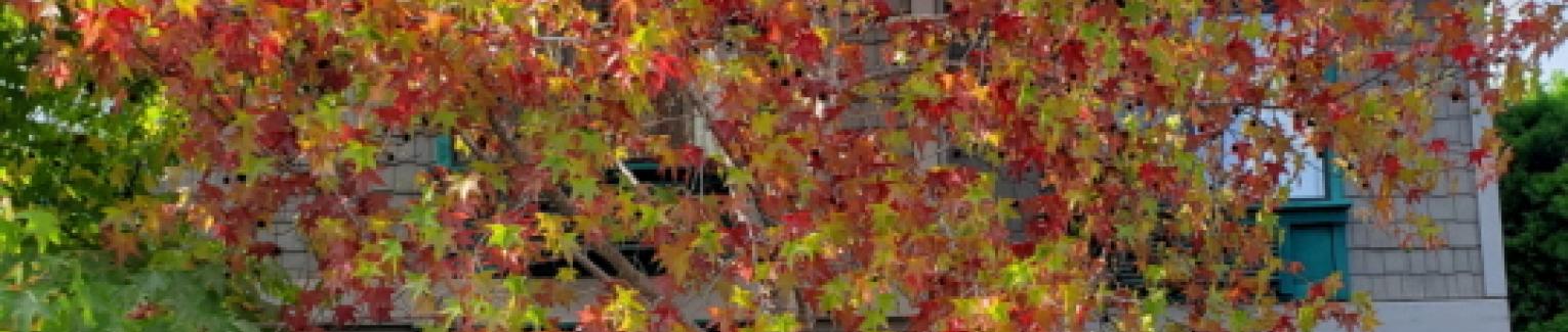 Red and yellow fall color leaves on a maple tree