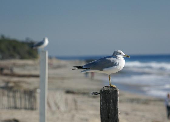 seagull at the beach
